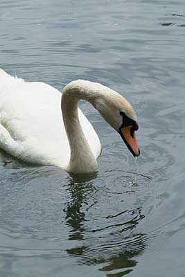 Aachener Zoo Aachener-Zoo-Schwan-003